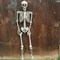 5.4Ft Large Full Body Life Size Poseable Halloween Fake Plastic Skeleton for Indoor & Outdoor Props Decorations